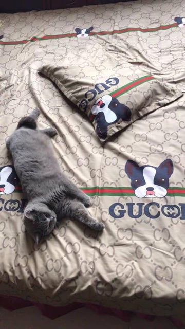 Bộ chăn ga gối nhập khẩu Cotton Poly - chó gucci