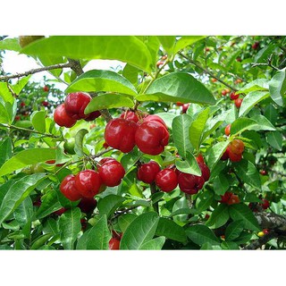 CÂY CHERRY ANH ĐÀO