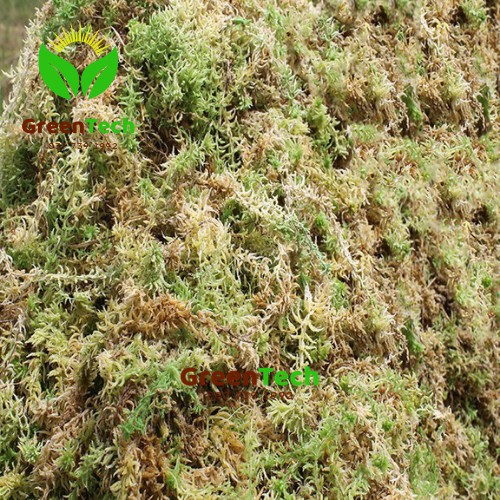 Rêu Rừng Trồng Lan Gói 100g