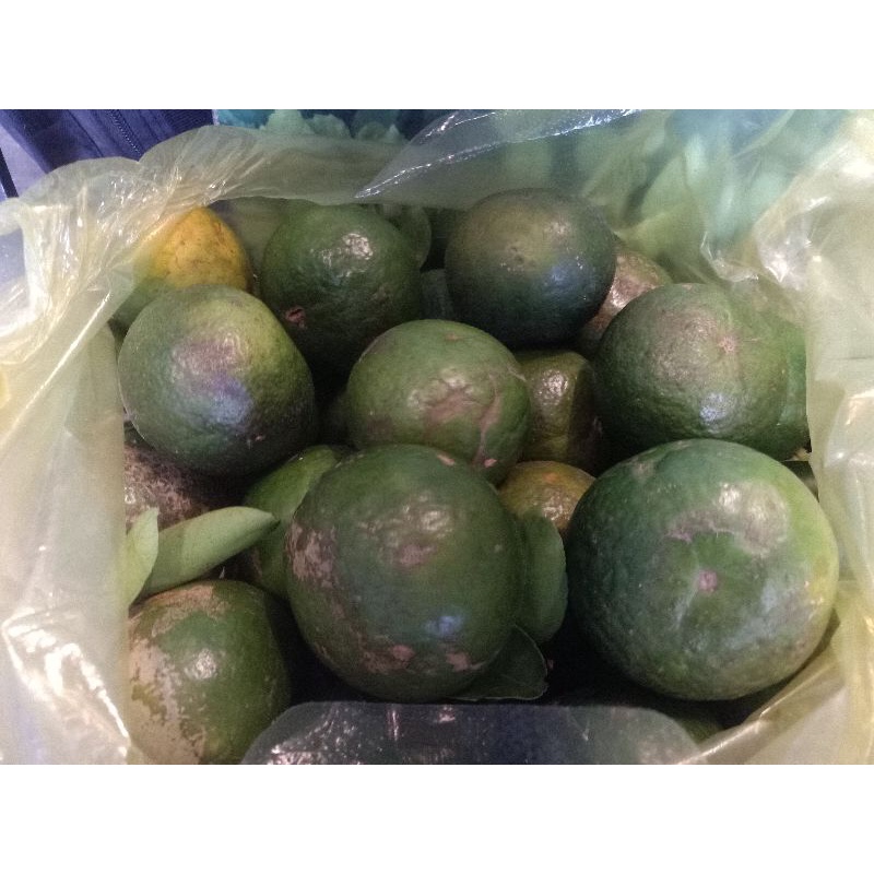 Cam bi mỏng vỏ