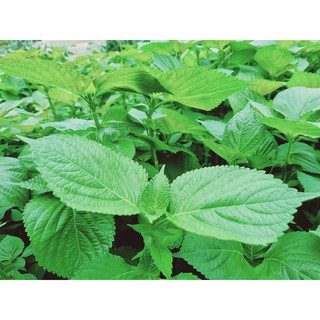 lá mè Hàn Quốc 300gr 100~150 lá  ( Đà Lạt)