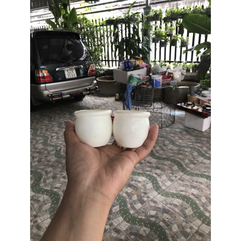 Chậu trồng cây thuỷ sinh , trồng trồng cây trang trí hồ cá
