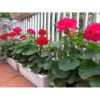HẠT GIỐNG PHONG LỮ THẢO - 10 hạt/ gói