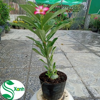Cây Hoa Sứ Nguyên Thủy