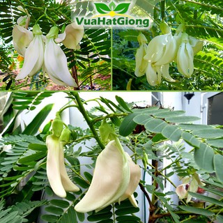 Hạt Giống So Đũa Dễ Trồng, Năng Suất Cao