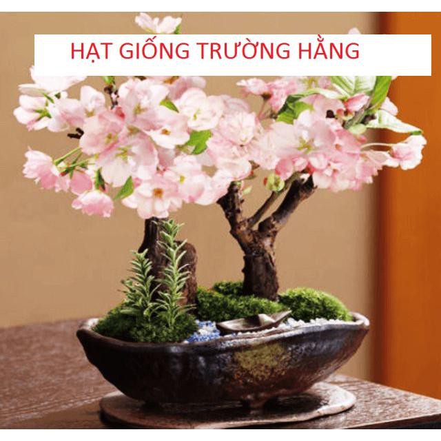 Hạt giống Hoa Anh Đào Nhật Bản Gói 5 hạt