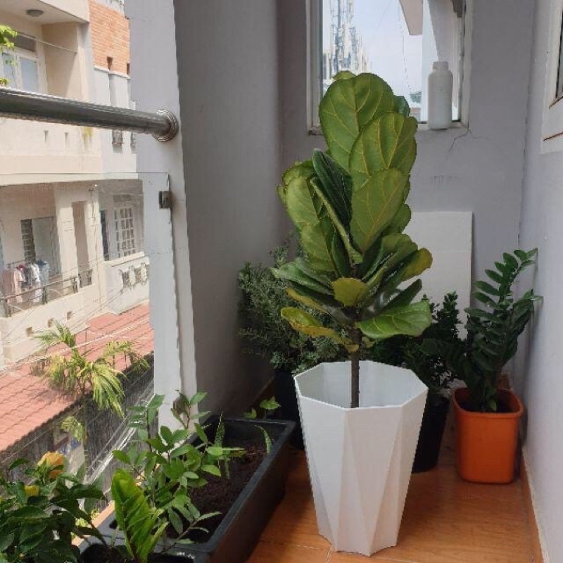 Chậu nhựa trắng kim cương trồng hoa, cây cảnh