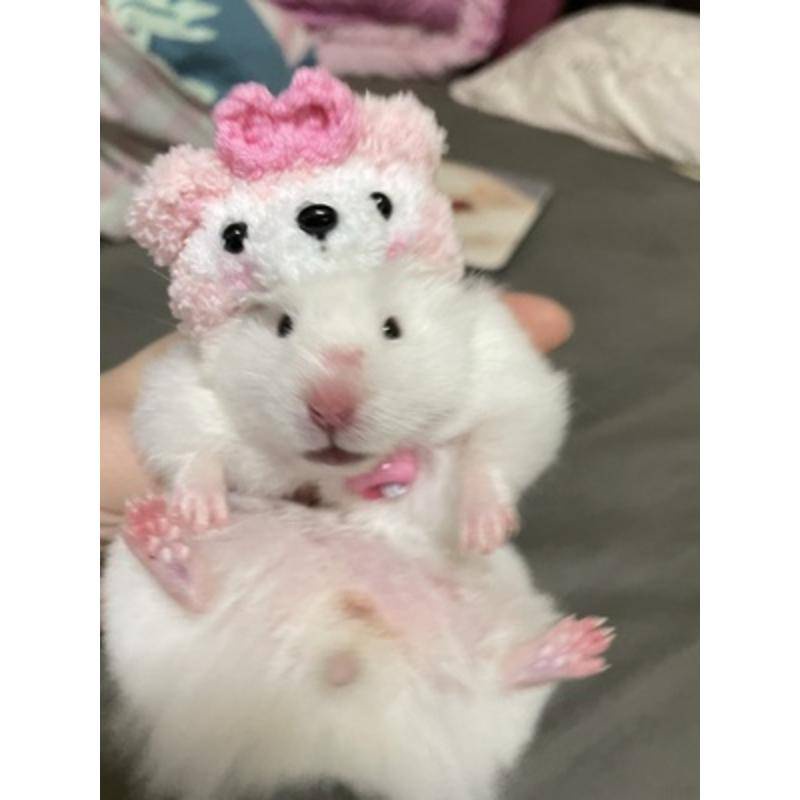 Mũ Tai Bèo Hình Gấu Vàng / Thỏ / Cà Rốt / Luffy Dễ Thương Cho Chuột Hamster
