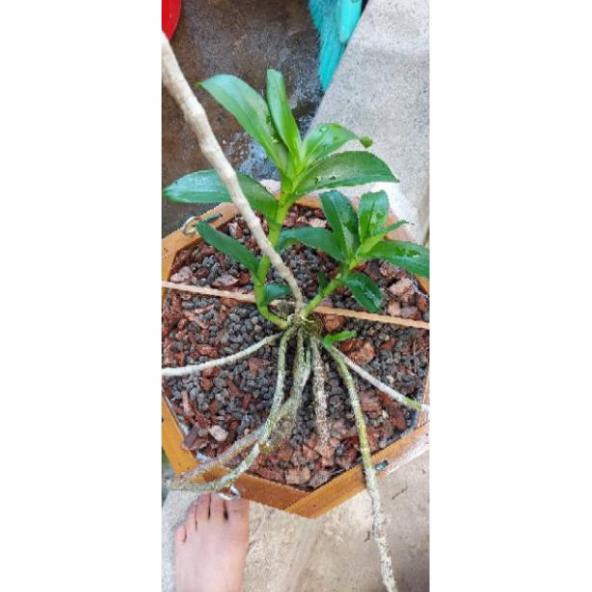 Kie Mắt ngủ lan phi điệp Pù luông - bản lá mít sổ xố