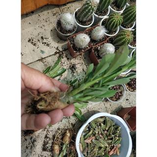 Củ Sứ Thái Sứ , kIM TỰ  Tháp ,Sứ somalen , acoda