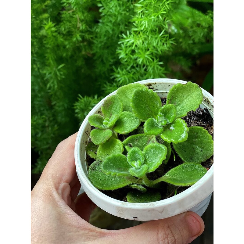 Cây Plectranthus amboinicus Cuban Oregano (Kinh Giới Cu Ba) (Lá Có Mùi Rất Thơm) chậu nhựa 8cm