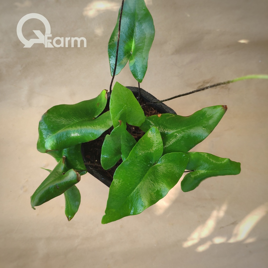 Dương xỉ lá tim (heart fern, Hemionitis arifolia)