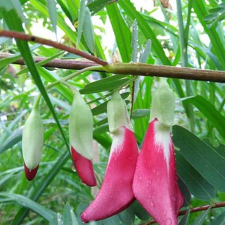 Hạt giống So đũa gói 2gr