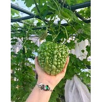 Hạt Giống Khổ Qua Trái Tim/ Mướp Đắng Trái Tim  - Dinh Dưỡng, Năng Suất Cao - MUA 3 TẶNG 1 CÙNG LOẠI