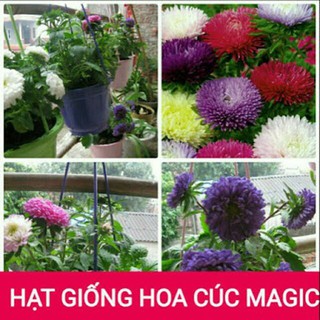 [GIÁ GỐC] Hạt giống hoa CÚC MAGIC - 50 hạt