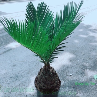 Cây vạn tuế