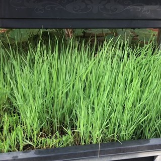 Hạt giống cỏ lúa mì
