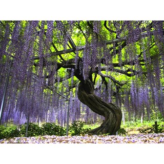 Hạt giống hoa Tử đằng