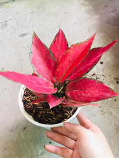 HỒNG PHÁT LỘC