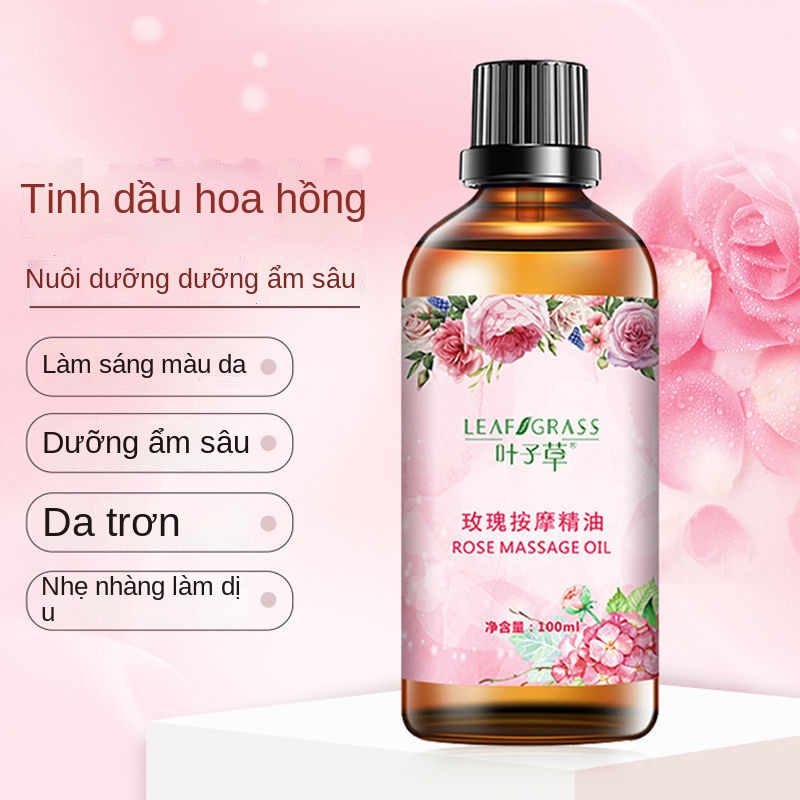 ✚Thẩm mỹ viện hoa hồng tinh dầu mặt cơ thể mặt đơn phương xoa bóp dầu cạo dưỡng ẩm dưỡng ẩm chống nhăn chăm sóc da săn c