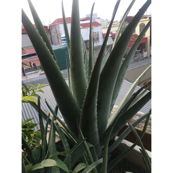 Cây giống nha đam (Cây giống ảnh 2)