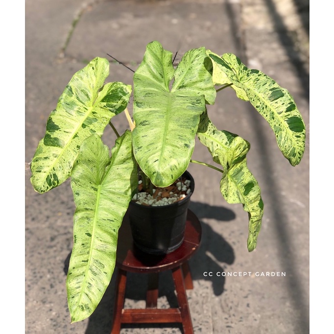 Trầu bà | Philodendron paraiso verde