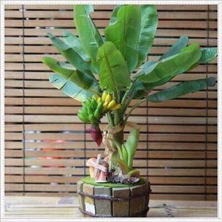 cây giống chuối mini 5 tháng cho trái  - Cây Giống Nhập Khẩu