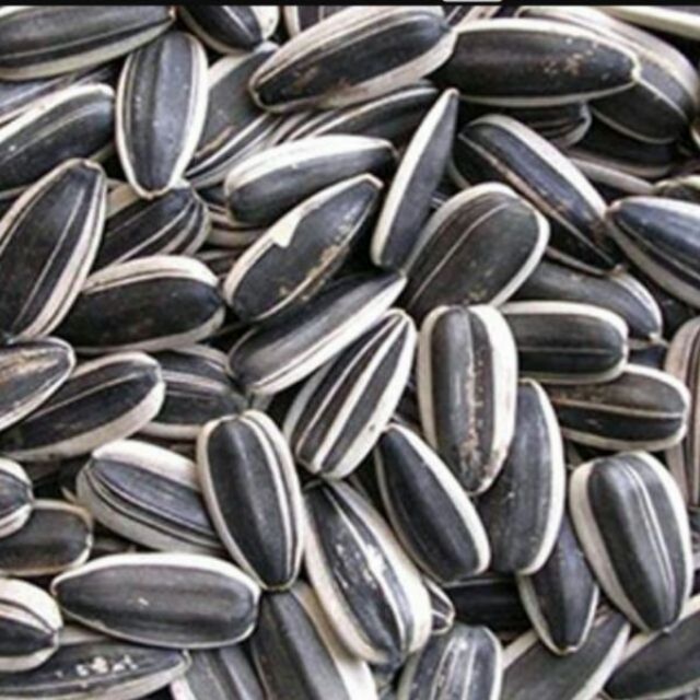 Sỉ toàn quốc giá rẻ hạt hướng dương sống - chín 500g - 1kg