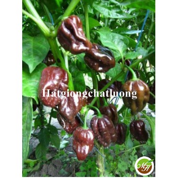 Bịch 5 Hạt Giống Ớt Siêu Cay Habanero Chocolate Tặng Kèm Kích Mầm