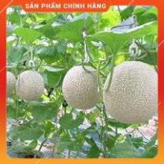 Hạt giống dưa lưới ruột xanh f1 gói 20 hạt