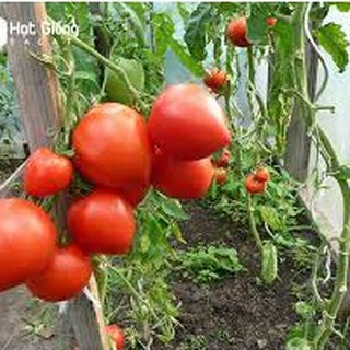 Hạt giống Cà chua trái tim đỏ 0.1gr❤️FREESHIP XTRA❤️