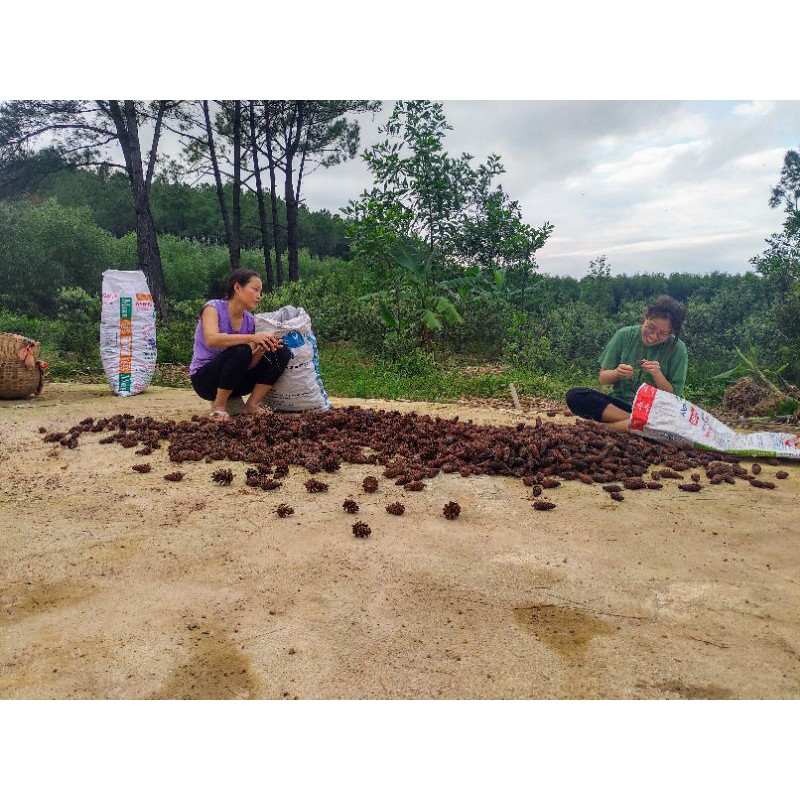 1kg quả thông trang trí decor màu tự nhiên nguyên bản, giá sĩ tận rừng thông bao giá toàn quốc
