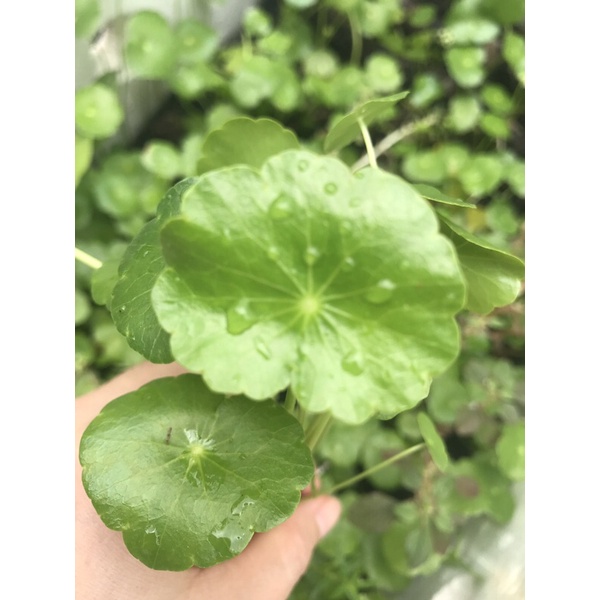 Rau má nhật/Rau má lá sen