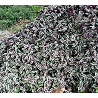 CÂY THÀI LÀI TÍA (CÓ BẦU ĐẤT )