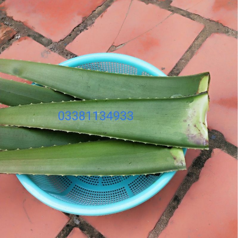 Bẹ Nha Đam - Lá Nha Đam  Nhà Tự Trồng