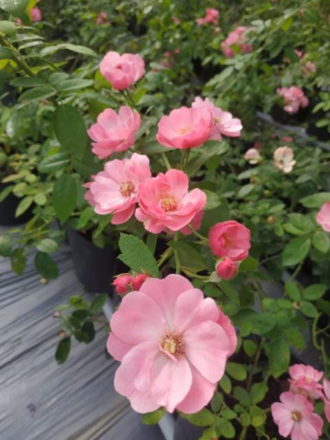 Hồng leo ngoại Angela