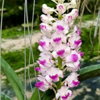 Lan Hải yến lai nụ