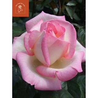 Hoa hồng ngoại Princess De Monaco rose – Bông hoa hồng kem siêu to khổng lồ-HoaTuoiMeLinh