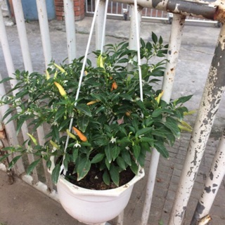 Ớt chỉ thiên siêu quả, siêu cay chỉ 49k/ chậu treo