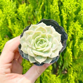 Sen đá ngọc bích 5-7cm - Vườn sen đá