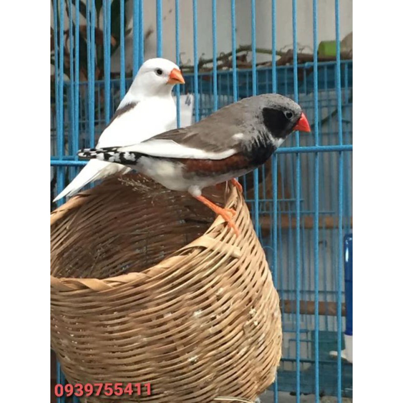 Tổ Cho Chào Mào Tổ Chim Chào Mào Ổ gà rutin Tổ Chim Chích Chèo Tổ Chim Sắc Nhật