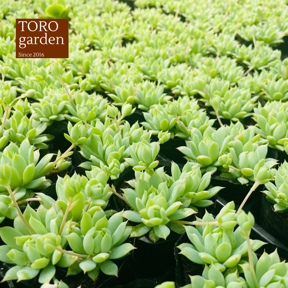 Sen đá dù kim Đà Lạt size bé cây cảnh trang trí nhà cửa Toro garden