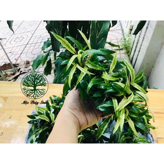 Cây ráy lưỡi hổ - lưỡi hổ cẩm thạch | cây thuỷ sinh đẹp, dễ chăm, không co2
