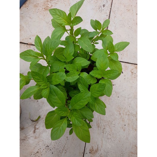 Chậu rau gia vị húng cây, húng trắng trồng hữu cơ, thu hoạch liền tại tp HCM. Chỉ giao hỏa tốc