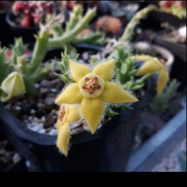 Sao biển Orbea semota var. lutea