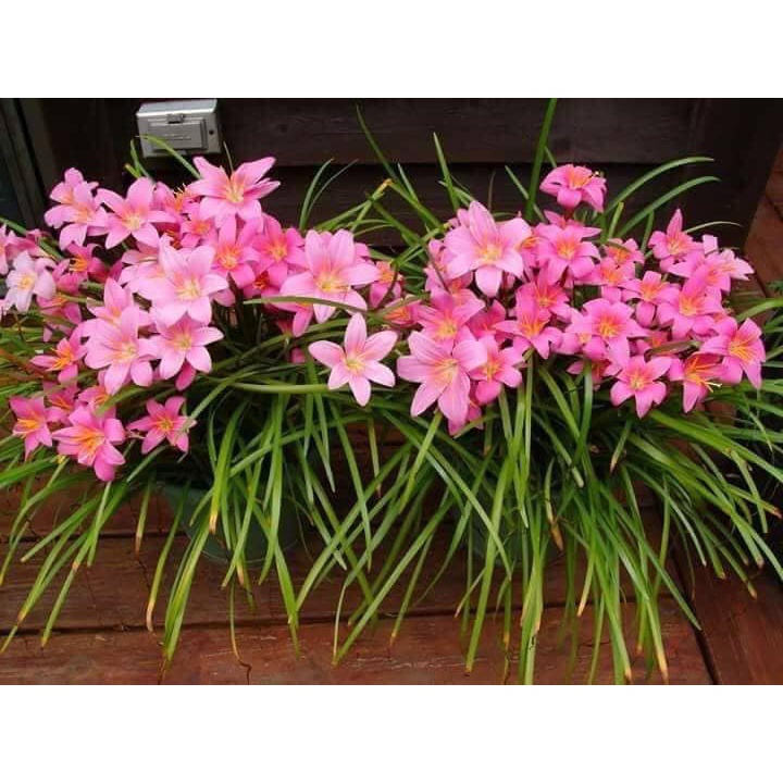 Củ hoa huệ mưa Hồng Khủng_Hồng ngoại bông to bự, hoa quanh năm, đẻ nhanh