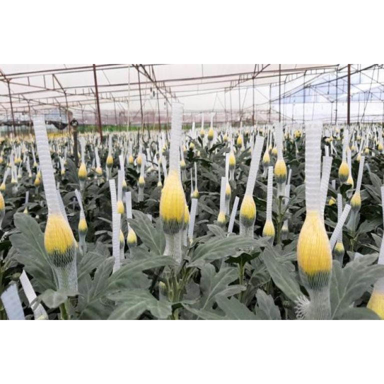 Phân bón lá thuơng hiệu YaraVita Botrac gói 10ml tăng ra hoa đậu trái chống rụng trái non