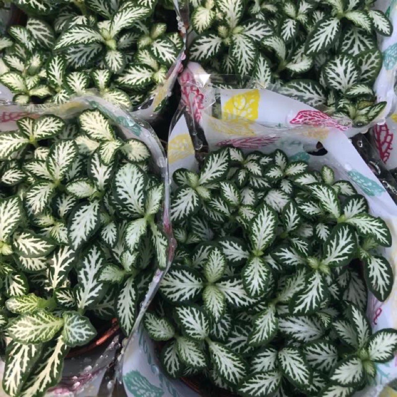 Cây cẩm nhung đỏ, xanh, hồng, cây đẹp giá rẻ