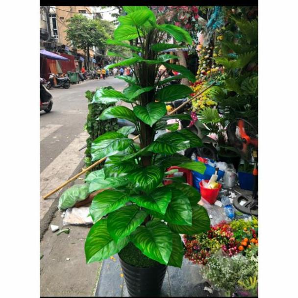 Cây trầu bà leo cột 1.6m-Cây giả