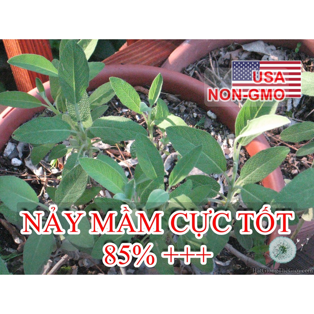 20h Hạt Giống Xô Thơm Sage